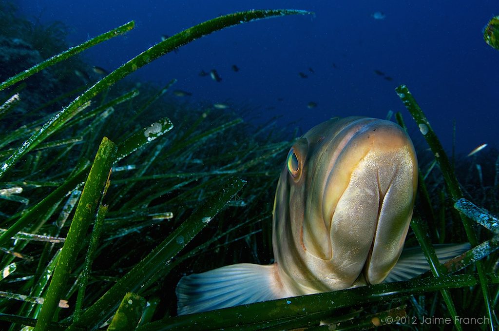 Epinephelus costae, Baleares, buceo, diving, Es Banc, falso abadejo, Formentera, submarina, underwater, vida salvaje, wildlife