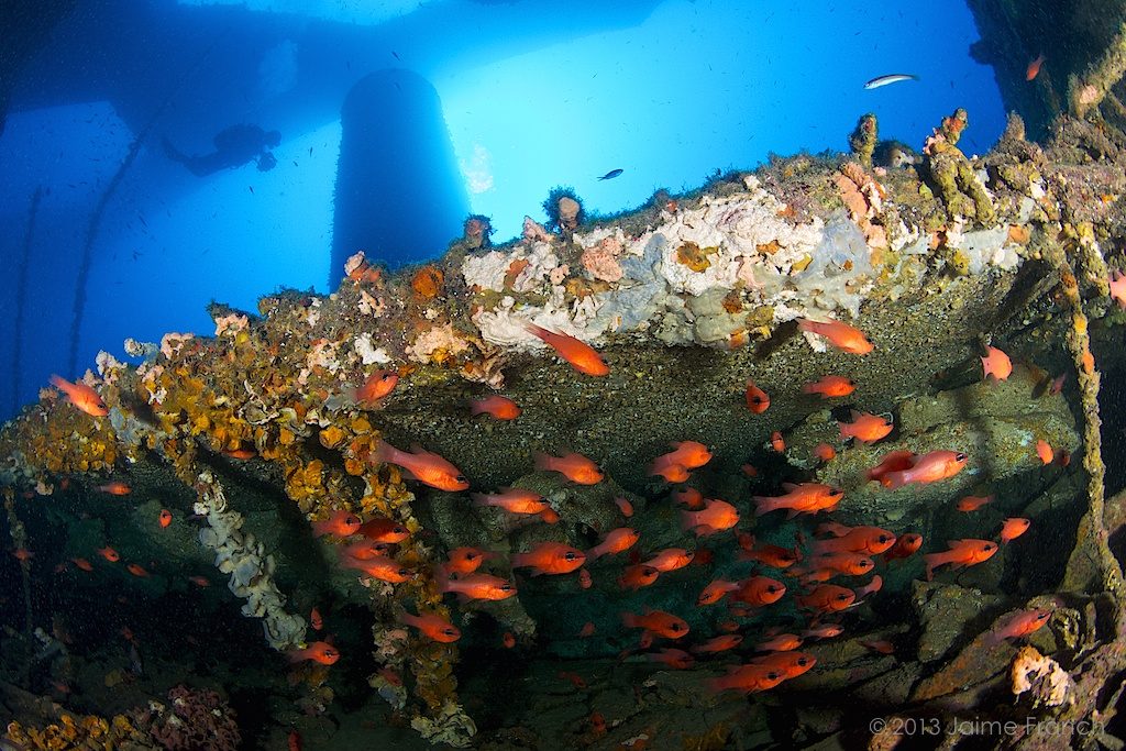 Apogon imberbis, wreck, cardinalfish, pecio, diver, underwater photographer, Baleares, buceador, buceo, diving, Formentera, fotosub, La Plataforma, Mediterráneo, Mediterranean sea, reyezuelo, underwater