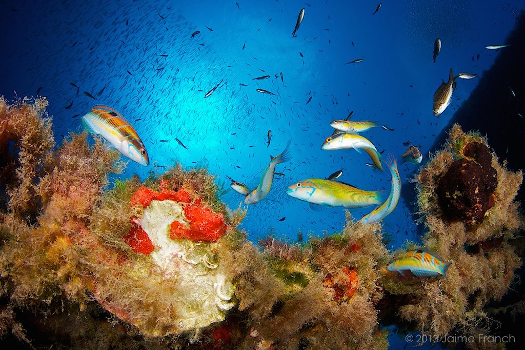 Thalassoma pavo, ornate wrasse, Baleares, buceo, diving, Formentera, La Plataforma, Mediterráneo, peces, submarina, underwater, vida salvaje, wildlife, fish school,